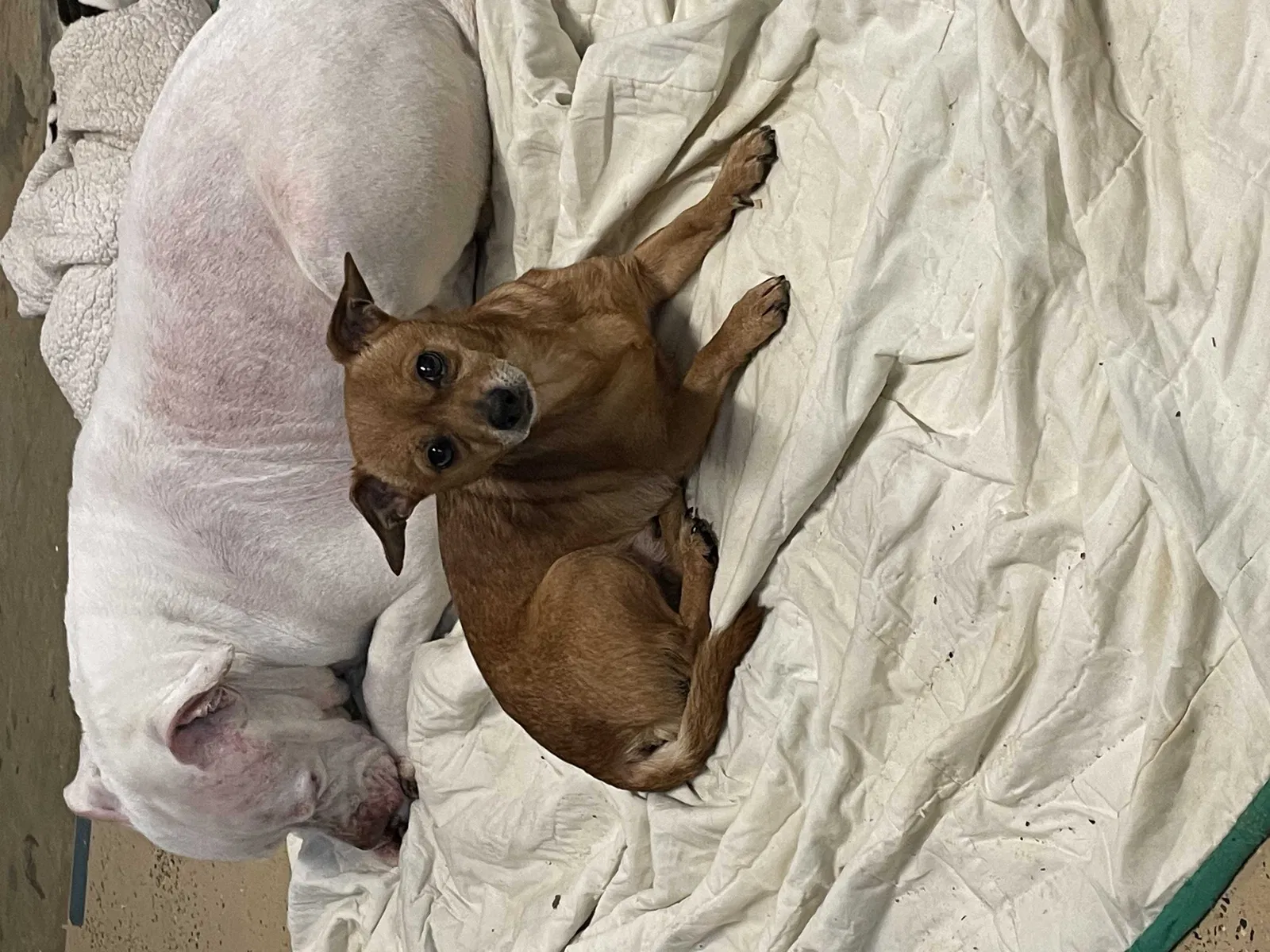 Found dog in Frankston, TX, 75763