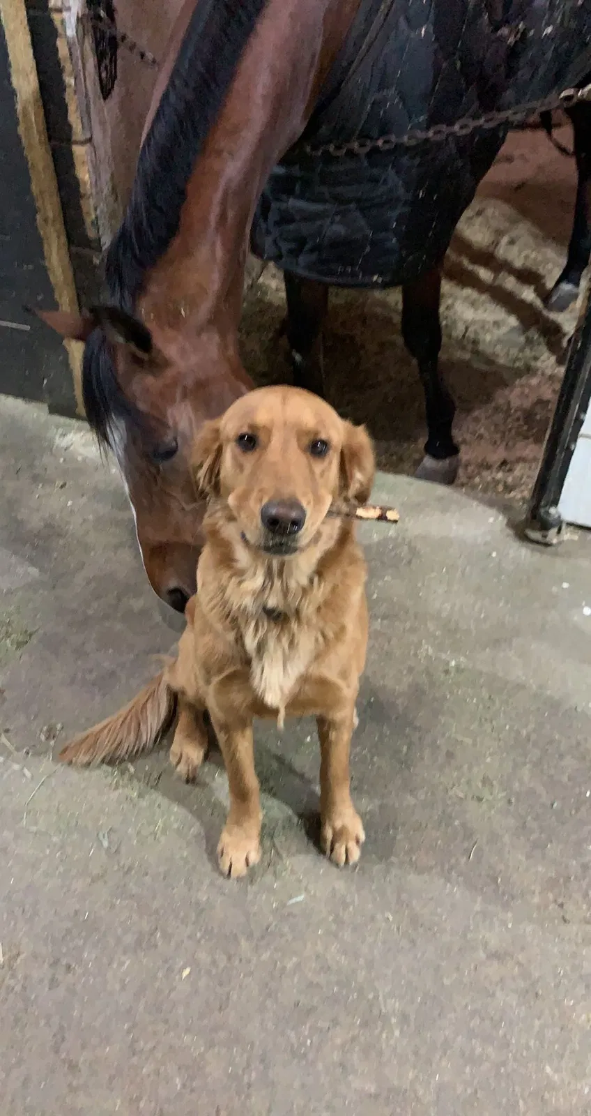 Lost dog in Granger, IN, 46530
