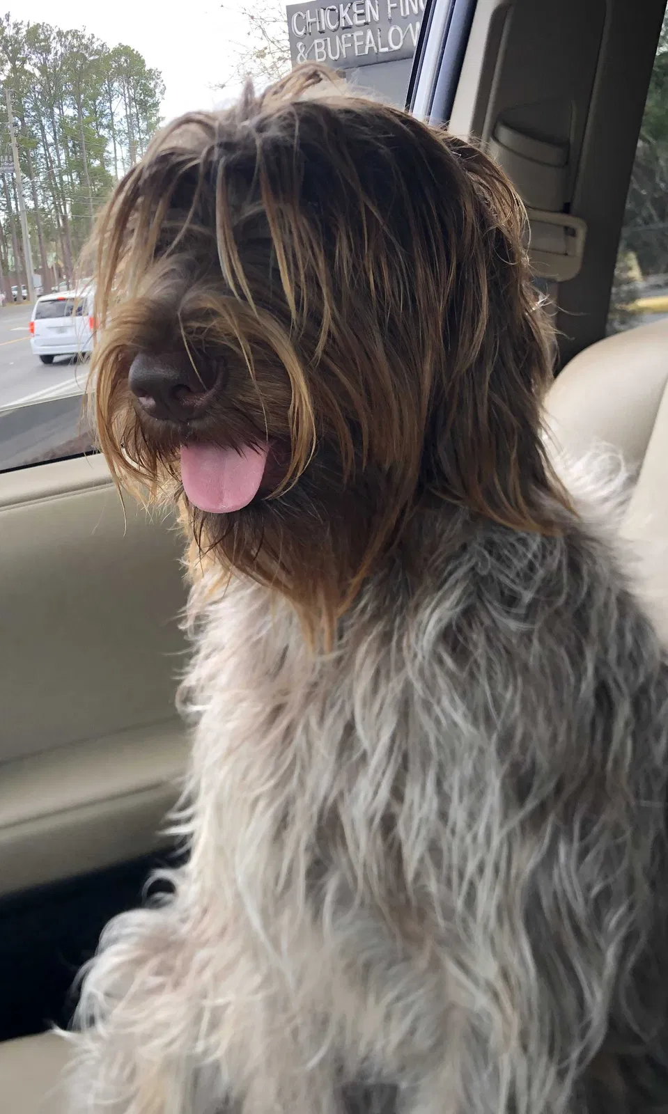 Lost dog in Gainesville, FL, 32607