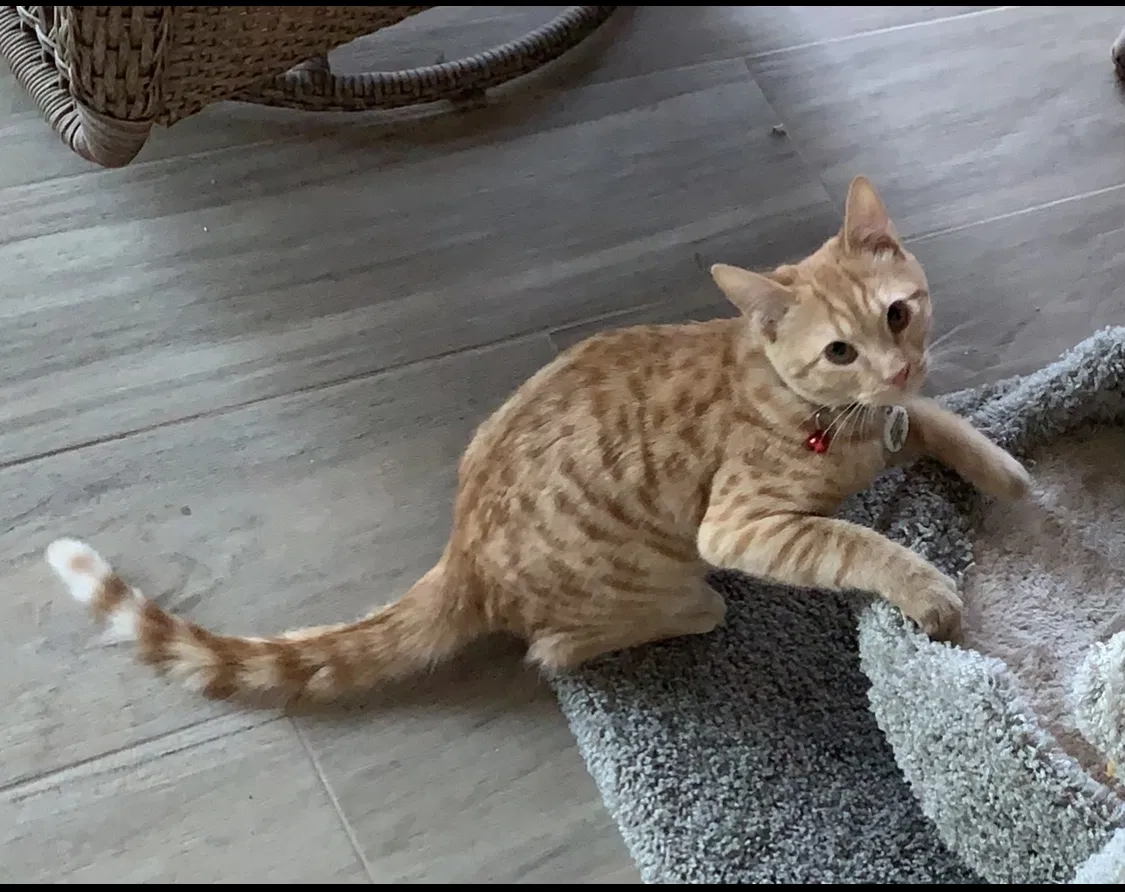 Lost cat in Peoria, AZ, 85383