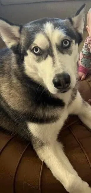 Lost dog in Milwaukee, WI, 53212