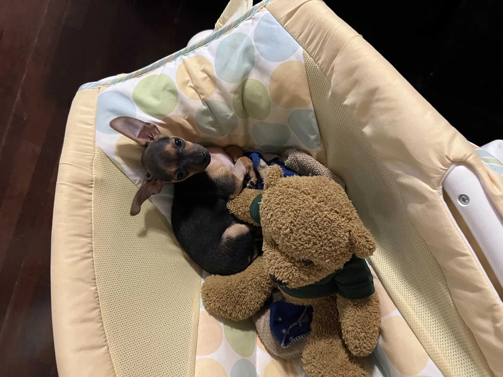 Lost dog in San Antonio, TX, 78240
