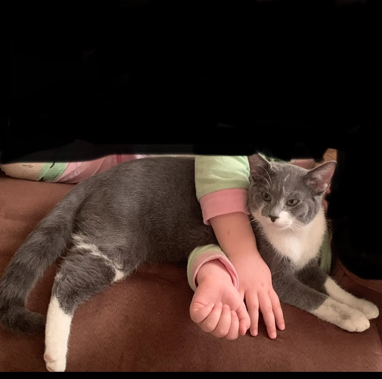 Lost cat in Beaufort, SC, 29902