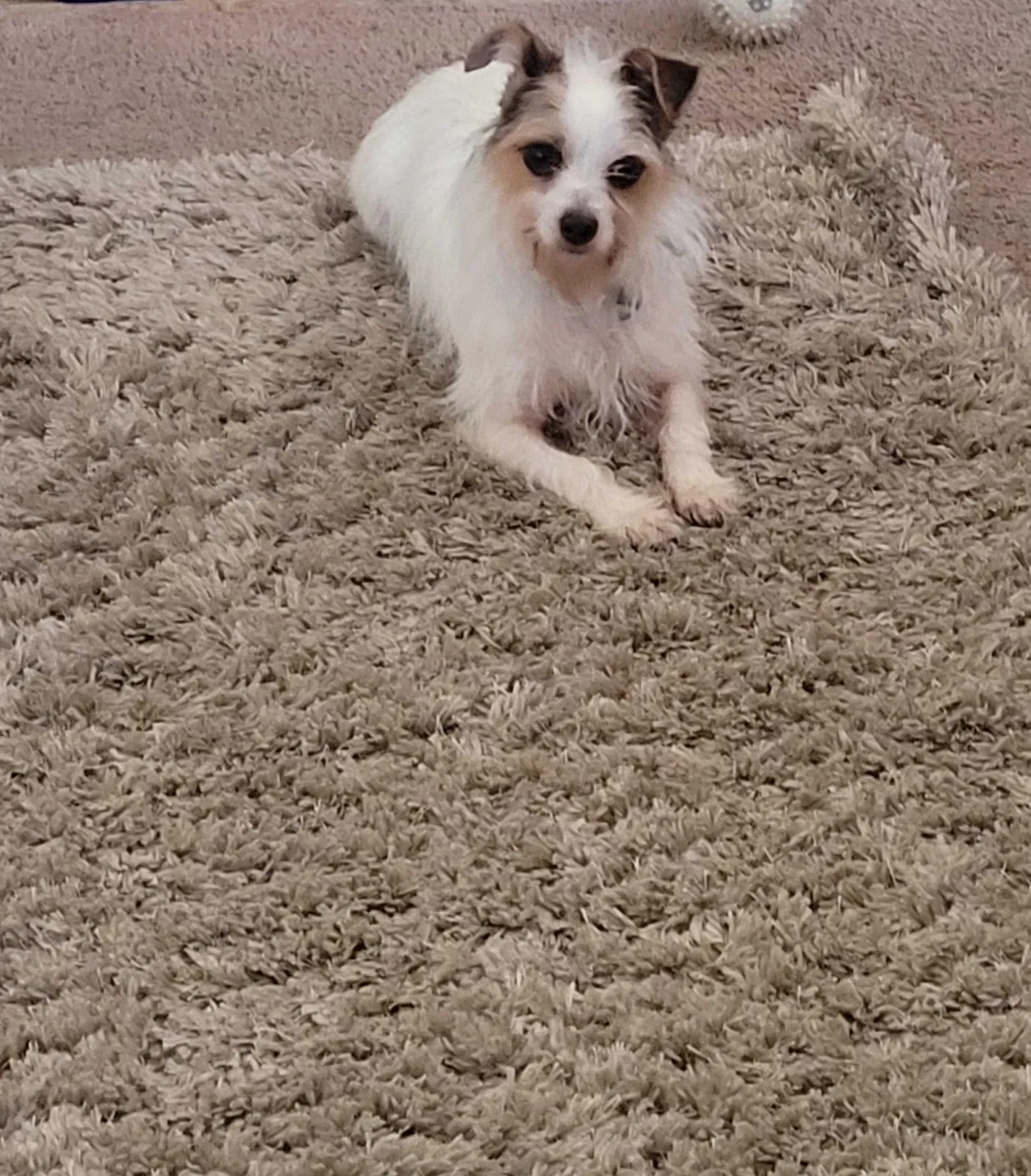 Lost dog in New Orleans, LA, 70131