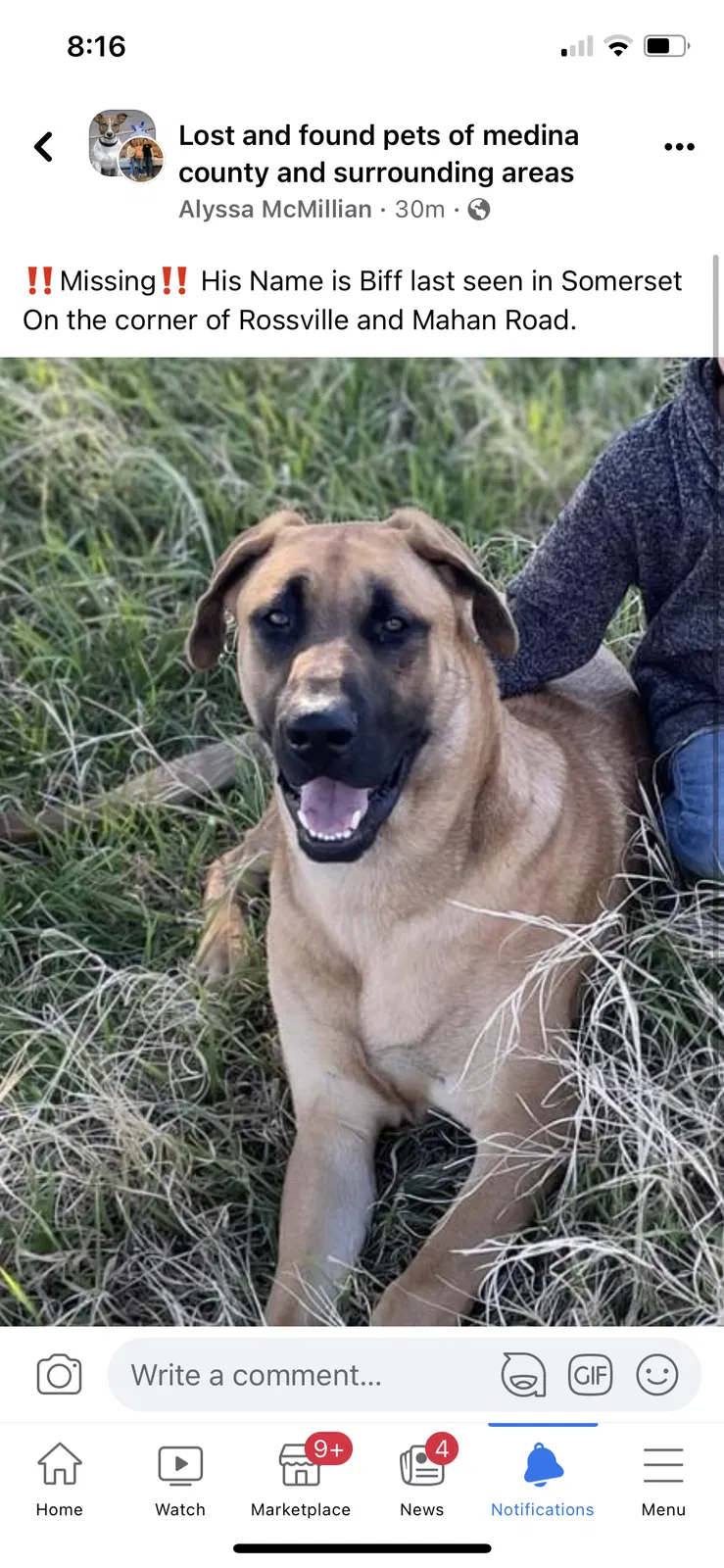 Lost dog in Somerset, TX, 78069