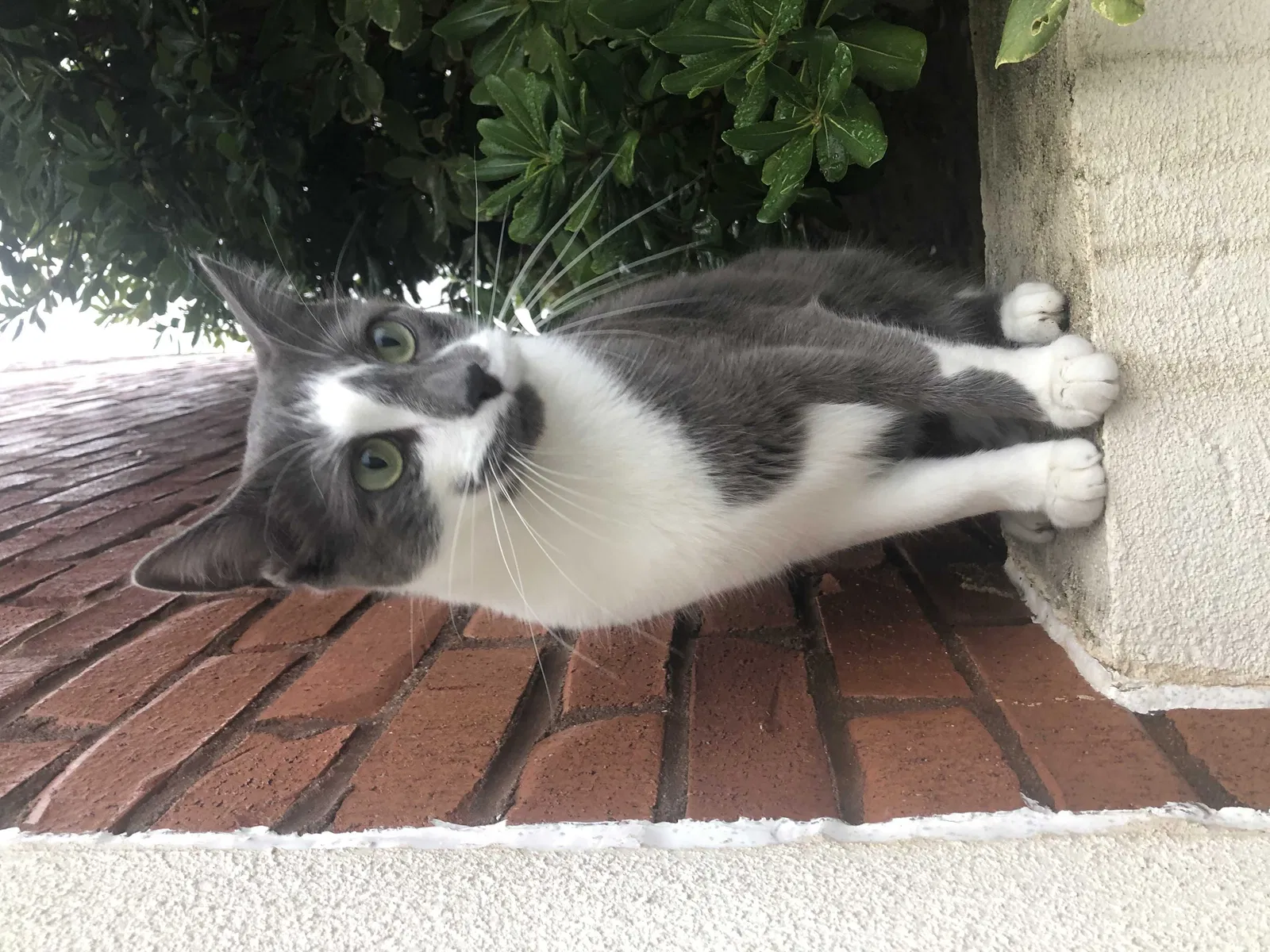 Lost cat in Columbia, SC, 29201