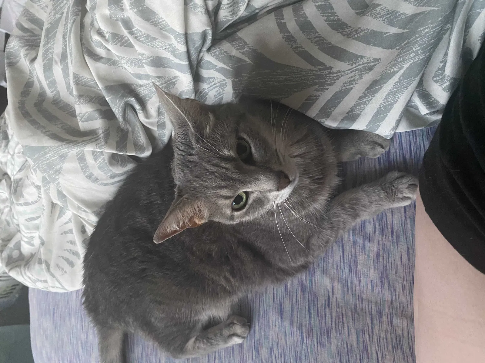 Lost cat in Philadelphia, PA, 19145