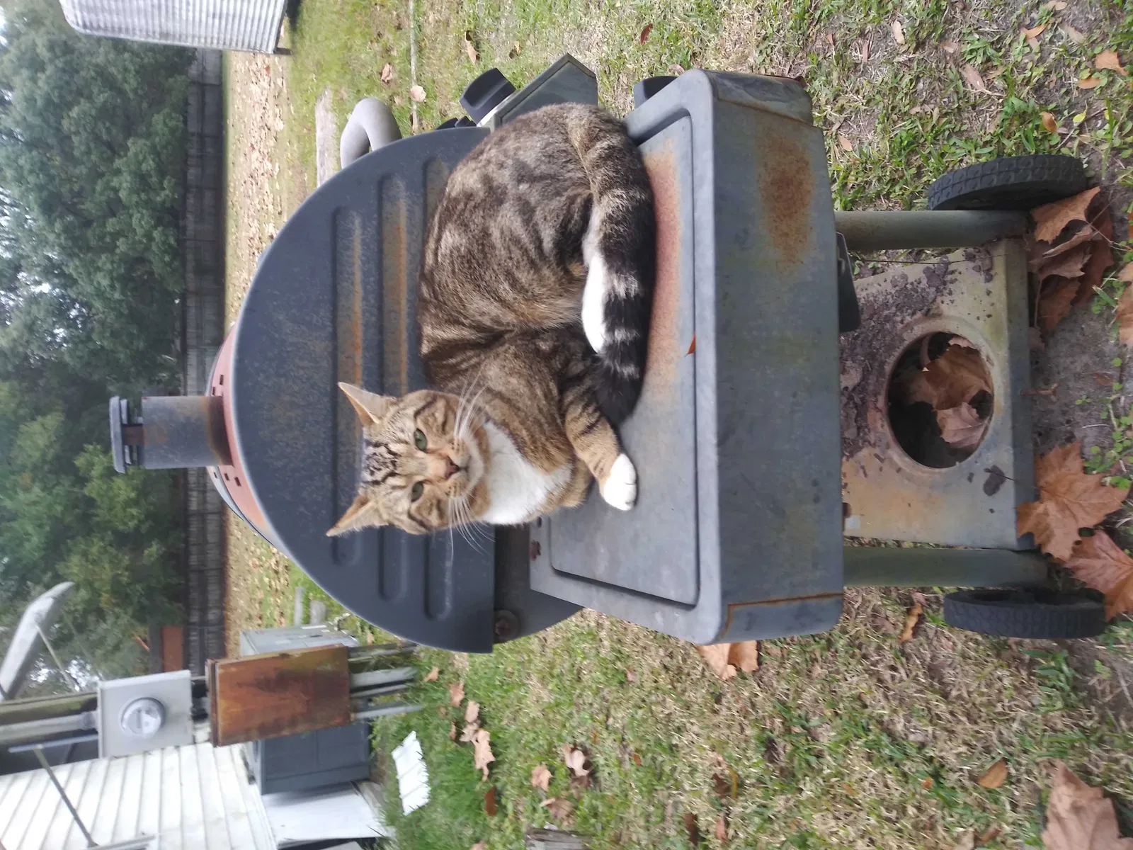 Lost cat in Zephyrhills, FL, 33541