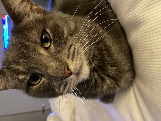 Lost cat in Phoenix, AZ, 85028