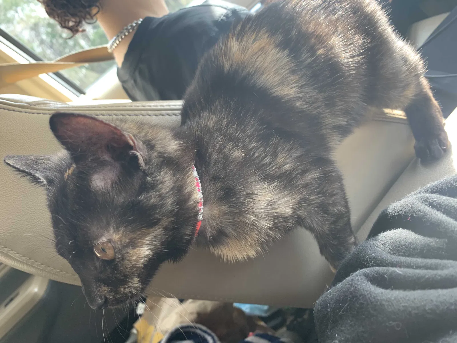 Lost cat in Jacksonville, FL, 32202