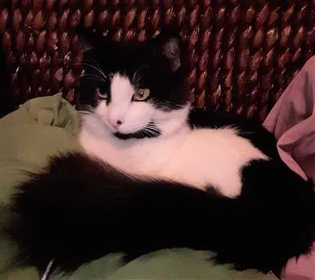 Lost cat in North Charleston, SC, 29420