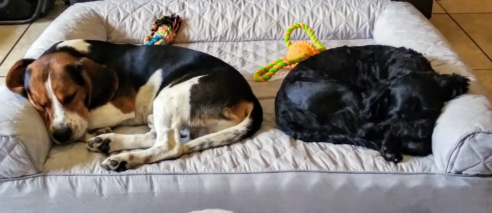 Lost dog in Las Cruces, NM, 88005