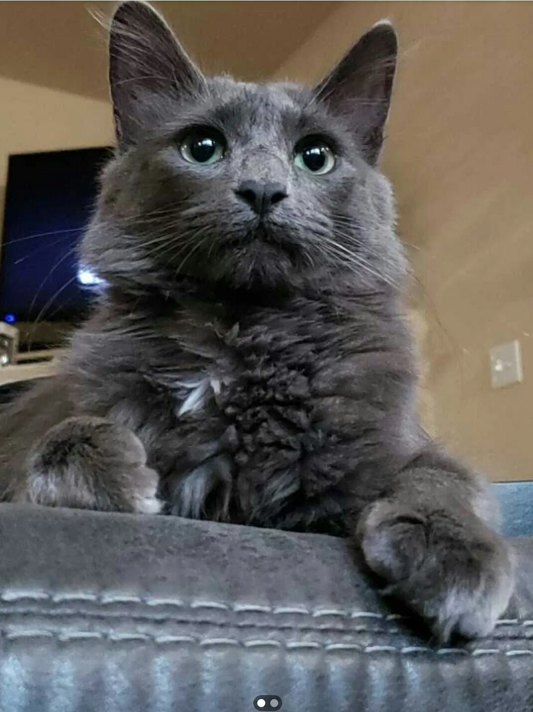 Lost cat in Olympia, WA, 98502
