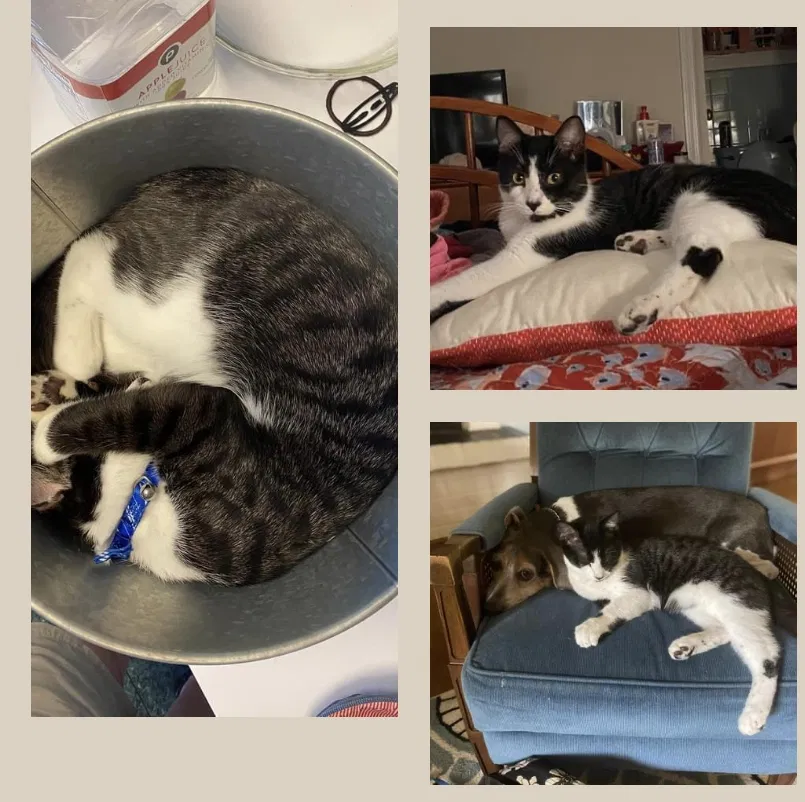Lost cat in Augusta, GA, 30909