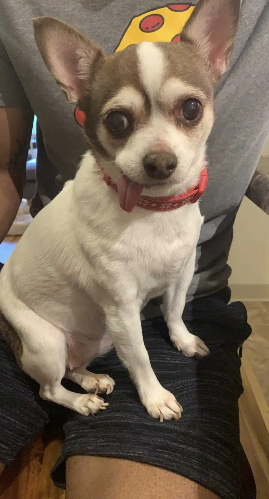 Lost dog in Houston, TX, 77016