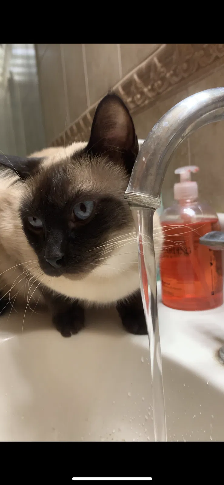 Lost cat in Whittier, CA, 90605