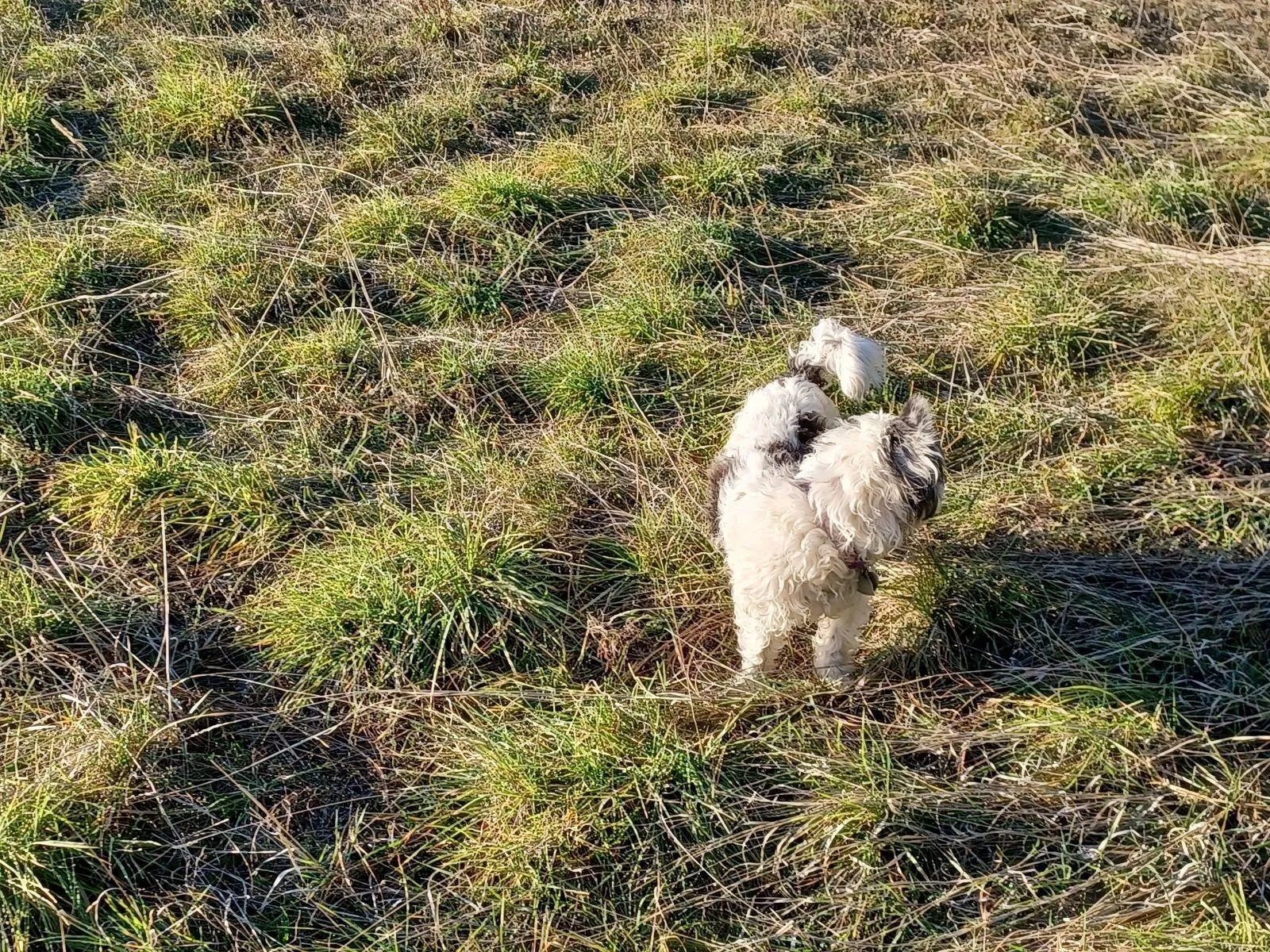 Lost dog in Hudson, CO, 80642