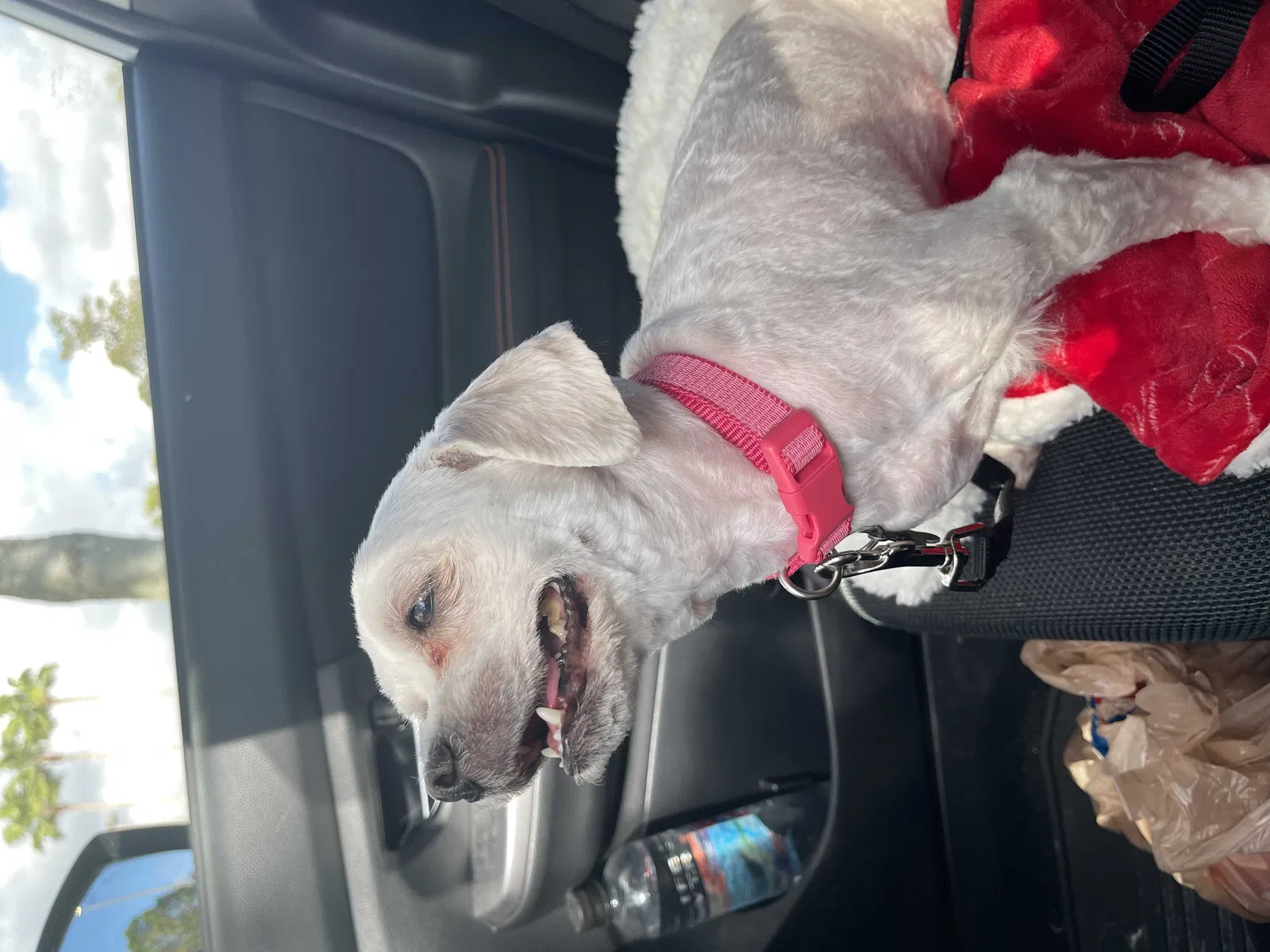 Lost dog in Brooksville, FL, 34613