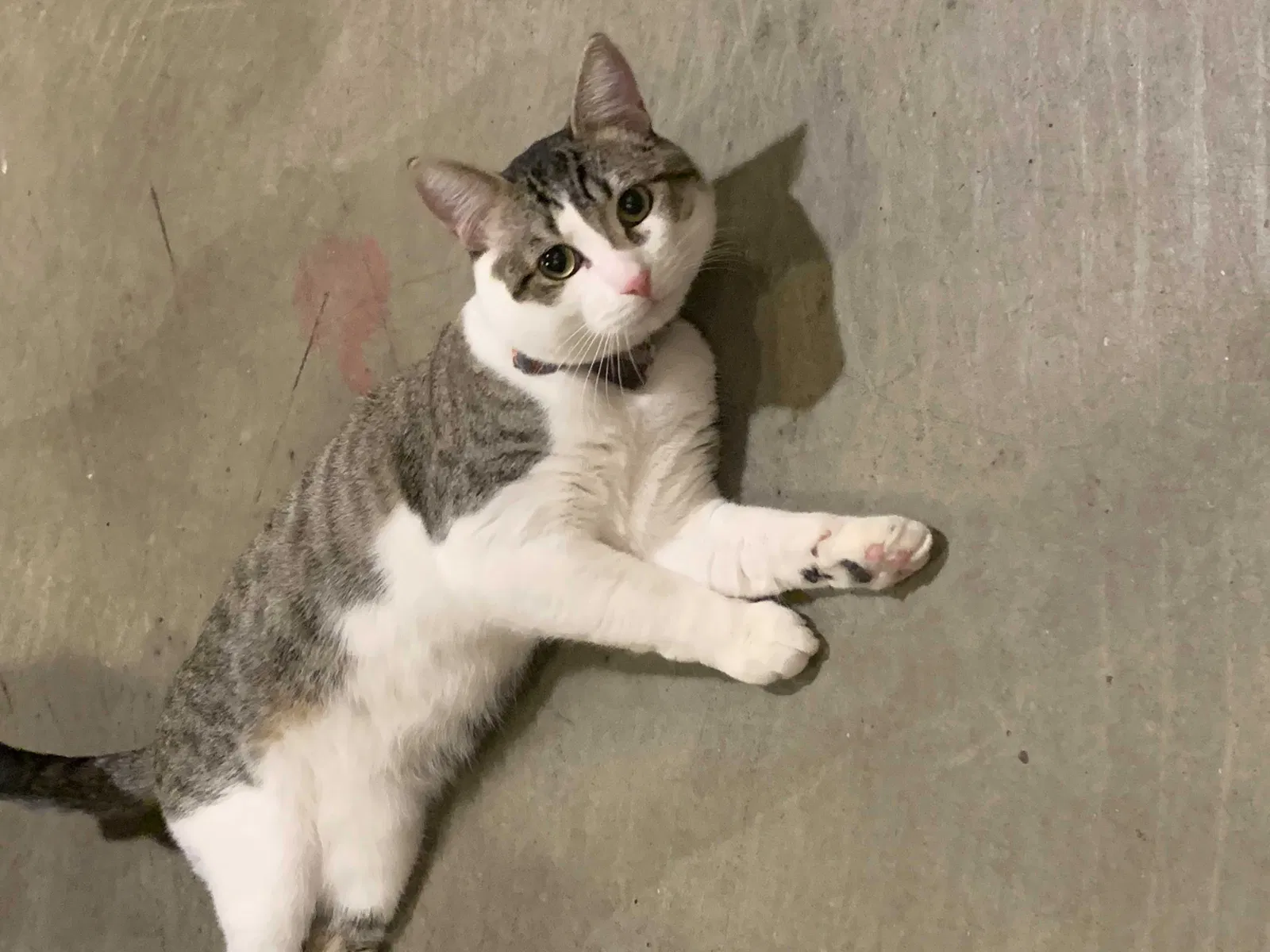 Lost cat in Seattle, WA, 98108