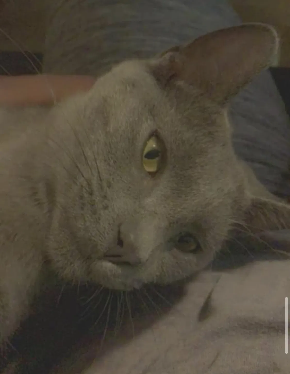 Lost cat in Kansas City, KS, 66105