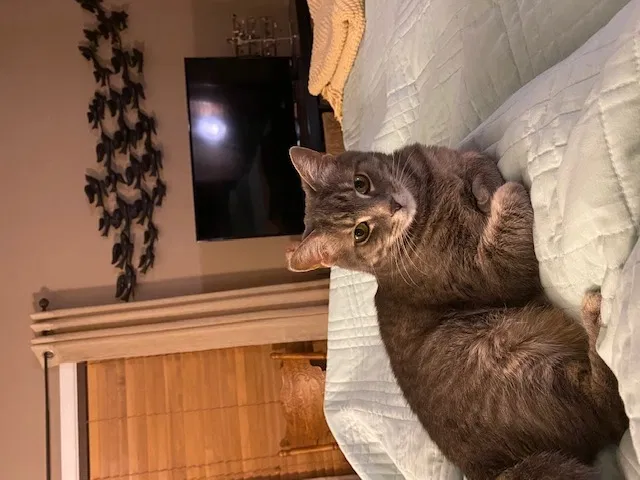Lost cat in Columbus, OH, 43207
