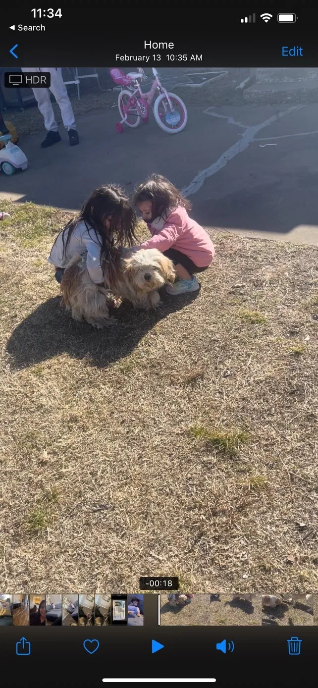 Lost dog in Duncanville, TX, 75137