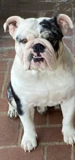 Lost dog in Pomona, CA, 91766
