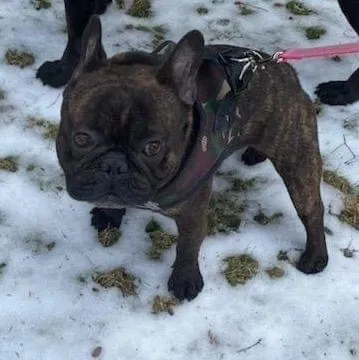 Lost dog in Stamford, CT, 6903