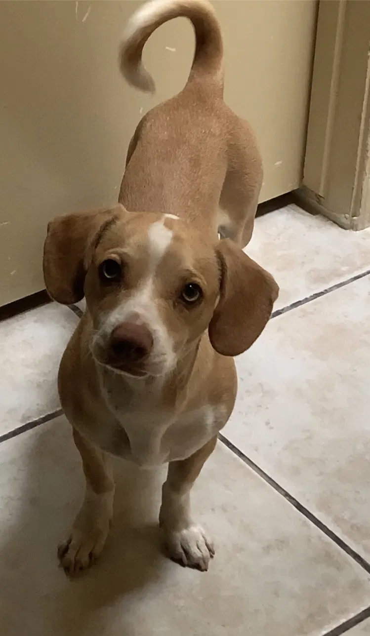 Lost dog in Tucson, AZ, 85714