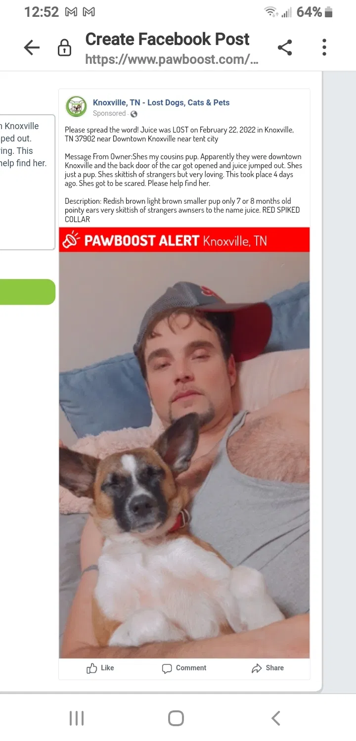 Lost dog in Knoxville, TN, 37921