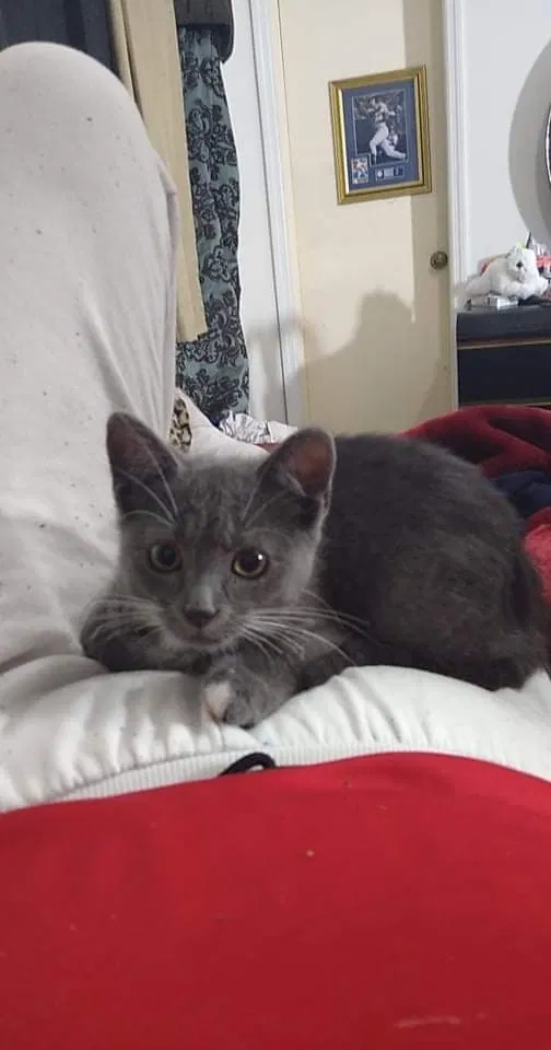 Lost cat in Punta Gorda, FL, 33983