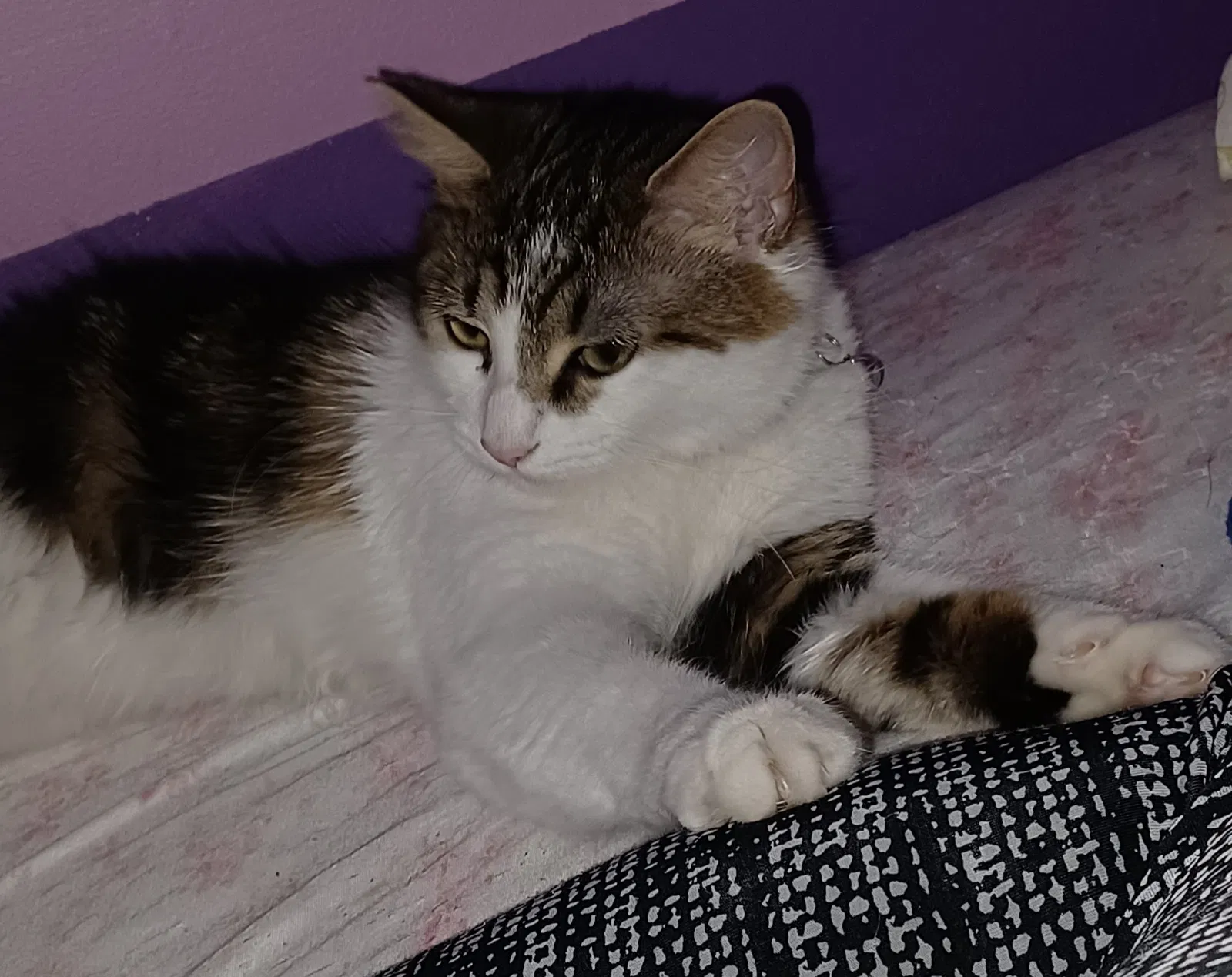 Lost cat in Columbus, IN, 47201