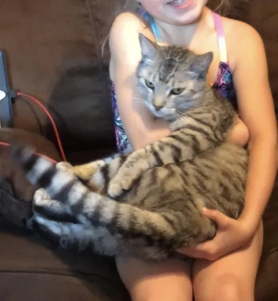 Lost cat in Grapevine, TX, 76051