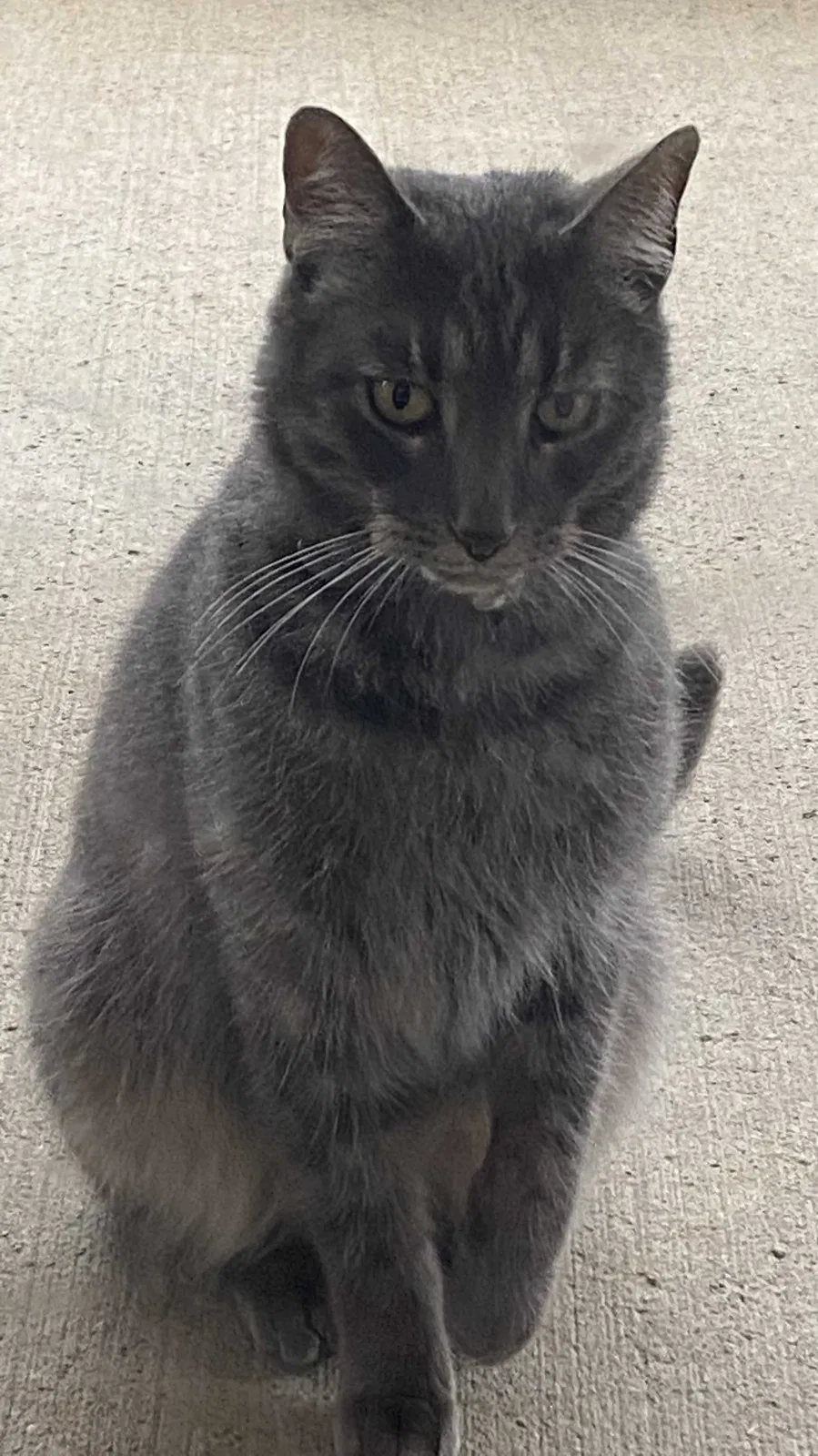 Found cat in Meridianville, AL, 35759