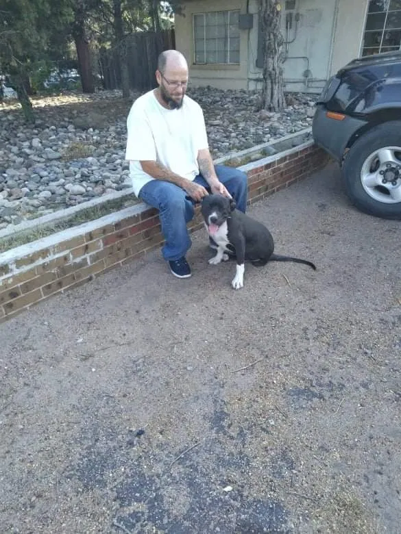 Lost dog in Colorado Springs, CO, 80918