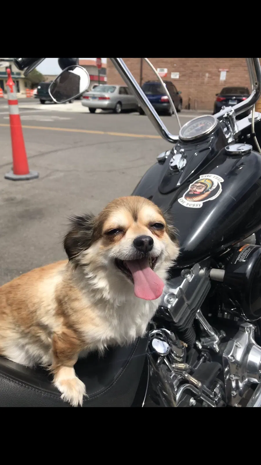 Lost dog in Reno, NV, 89503