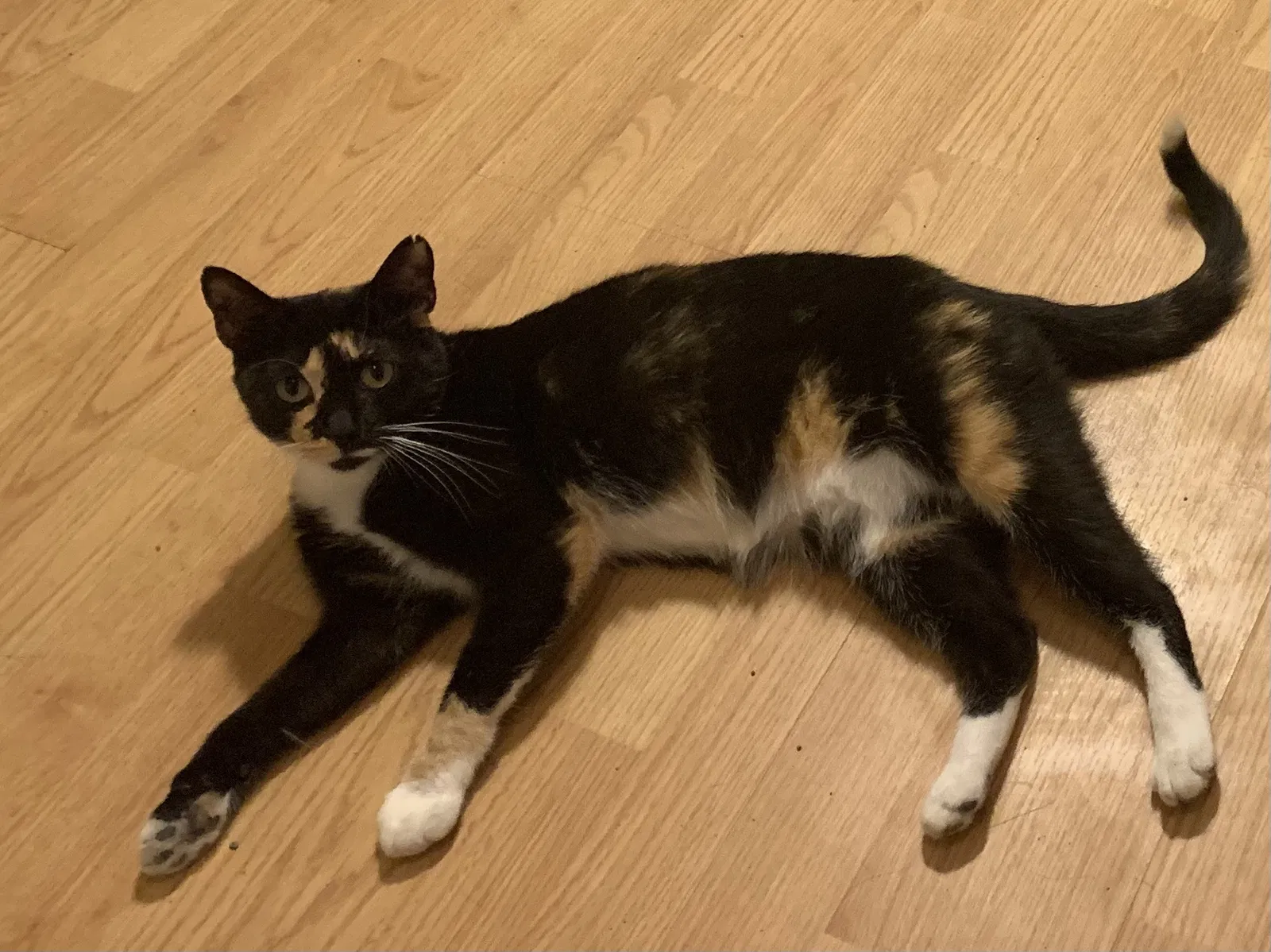 Lost cat in Covington, KY, 41011