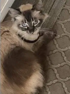 Lost cat in Titusville, FL, 32796