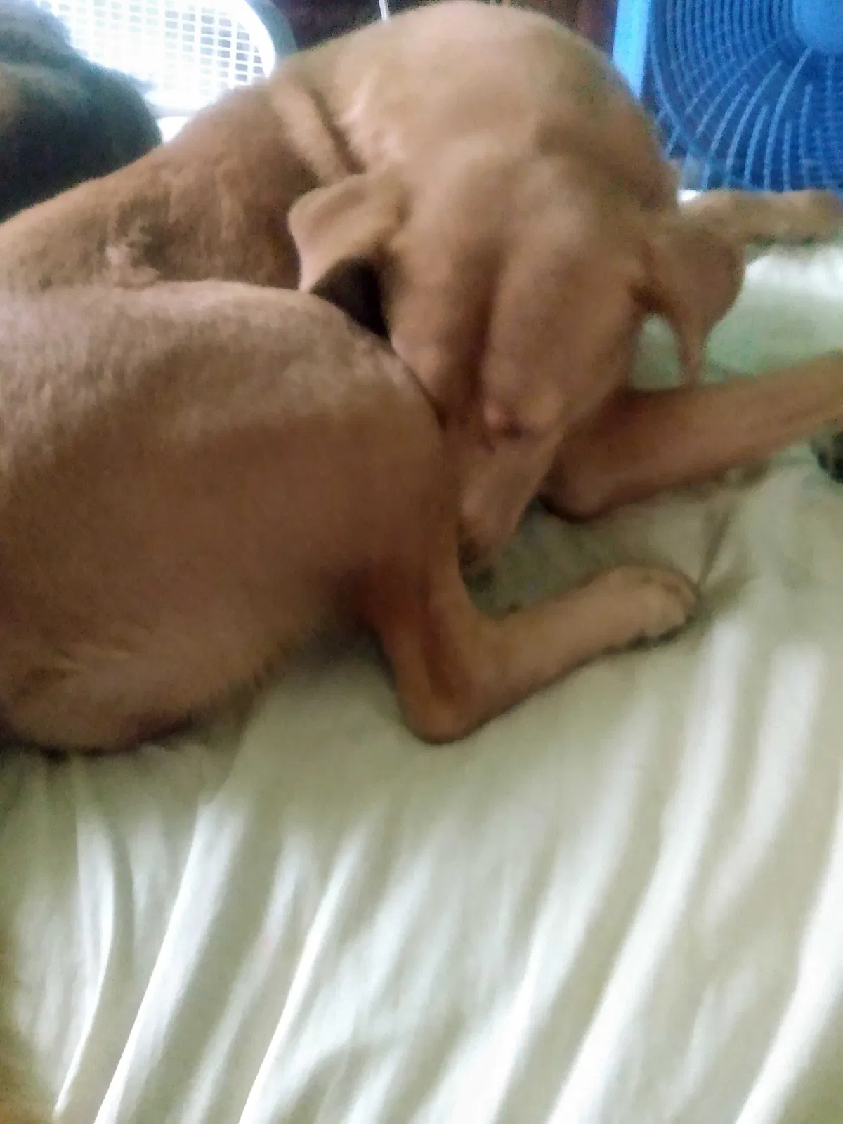 Lost dog in Dora, AL, 35062