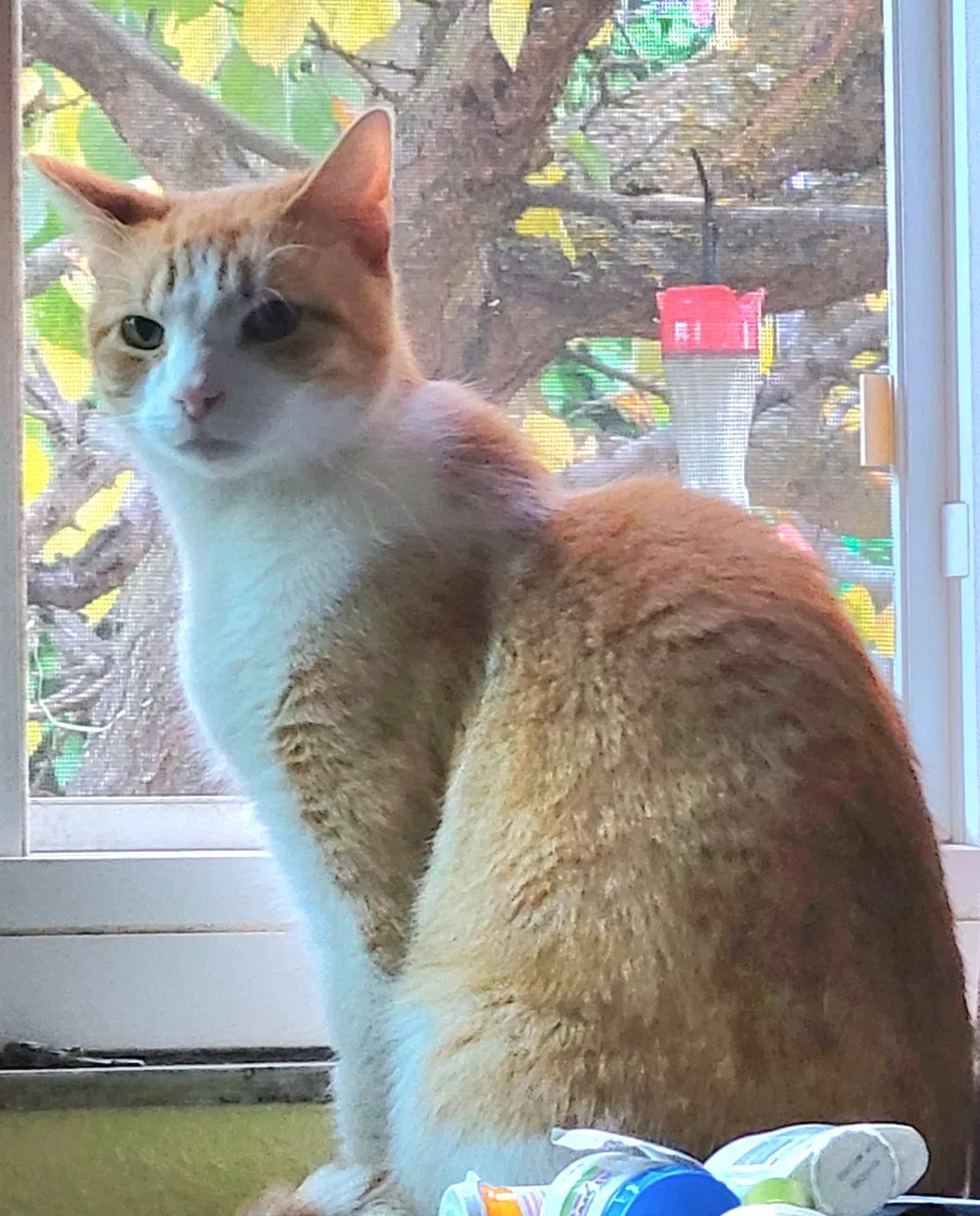 Lost cat in Fremont, CA, 94538