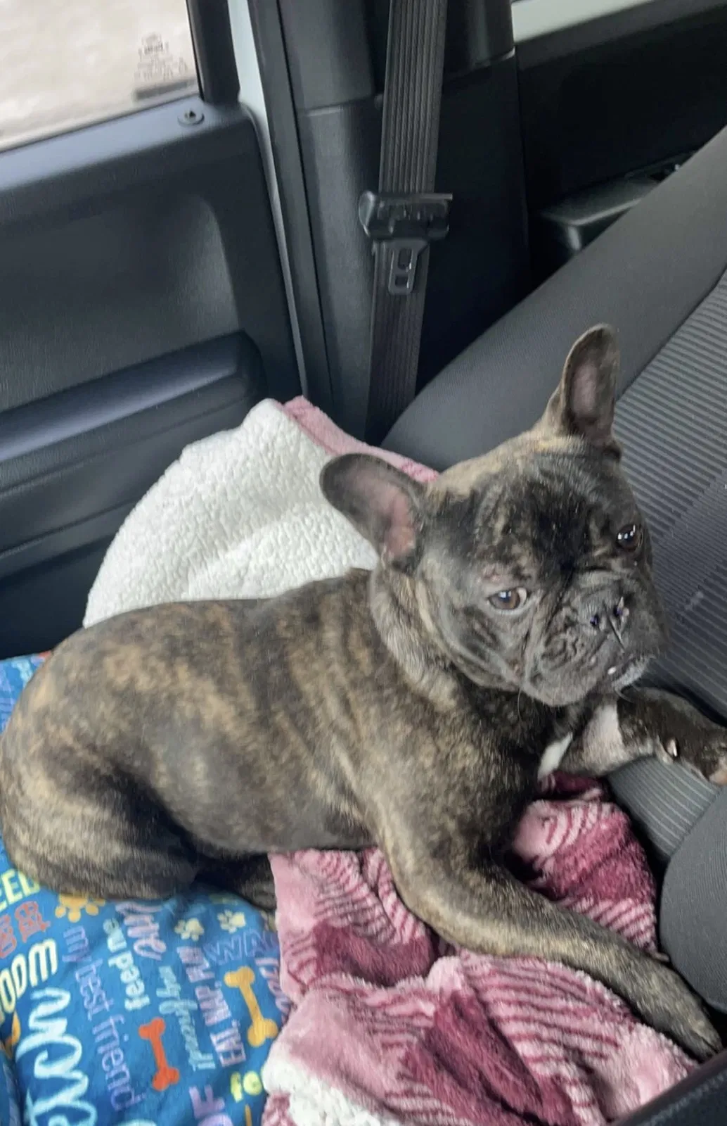Lost dog in Newport, KY, 41076