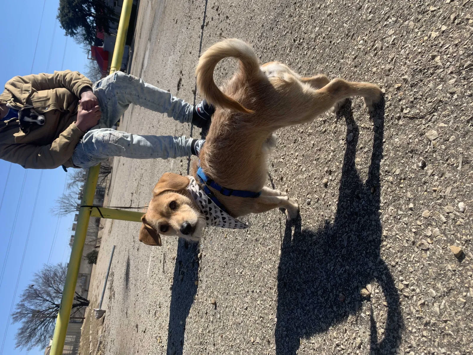 Lost dog in Garland, TX, 75041