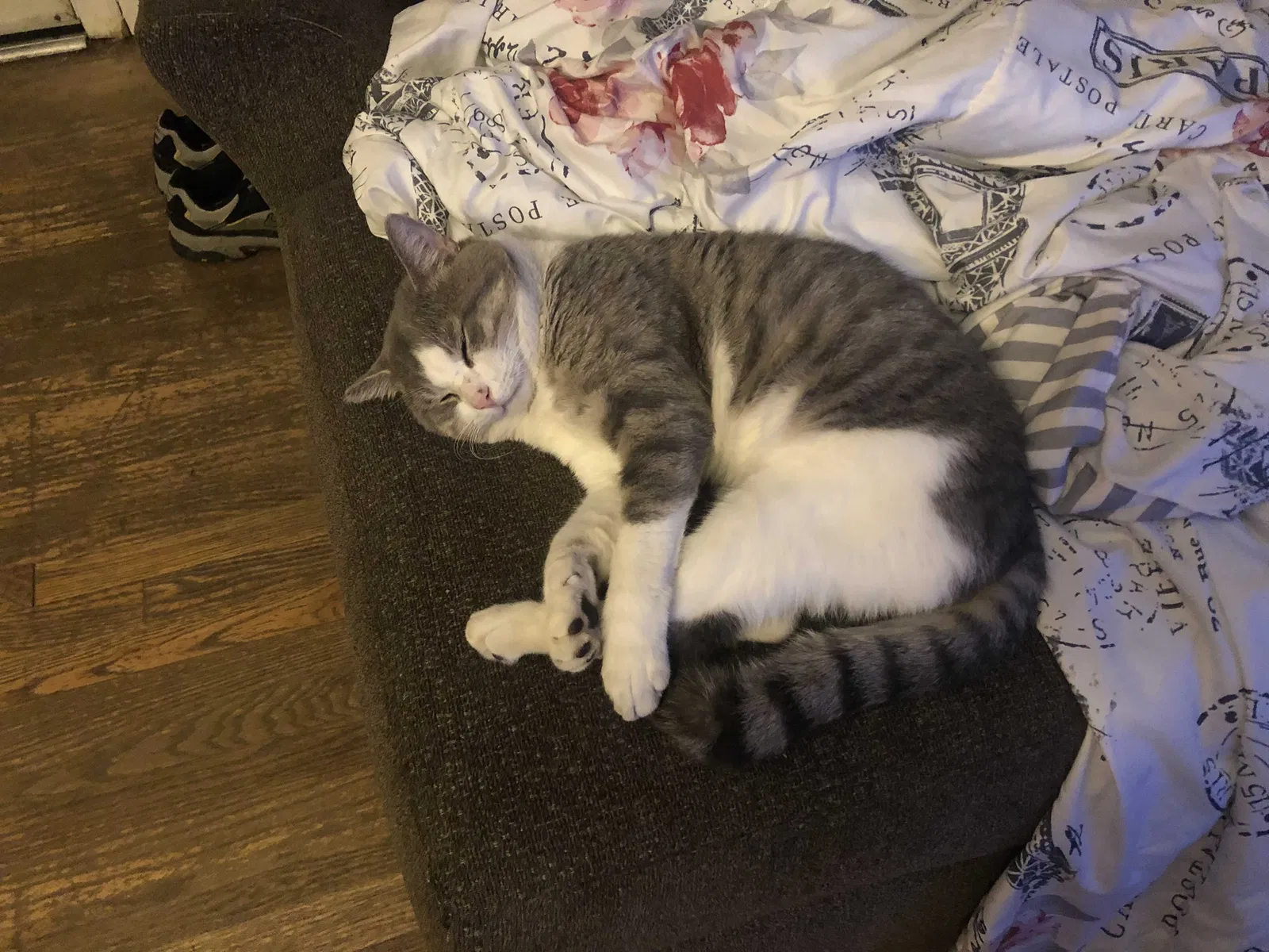 Lost cat in Cincinnati, OH, 45238