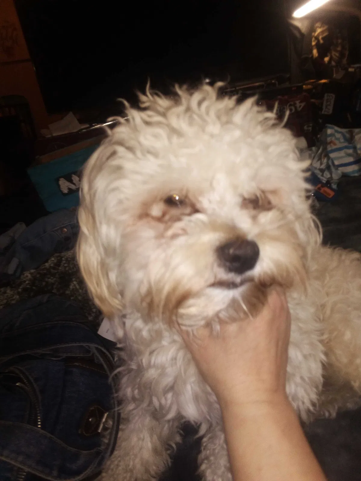 Lost dog in Turlock, CA, 95380