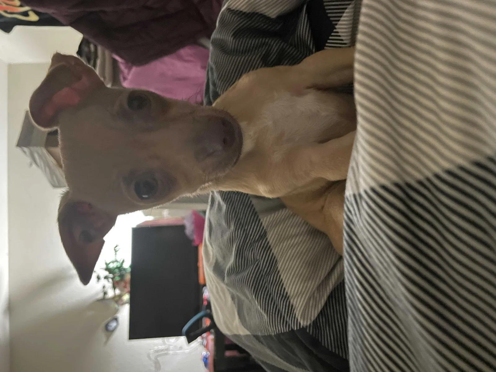 Lost dog in Sacramento, CA, 95821