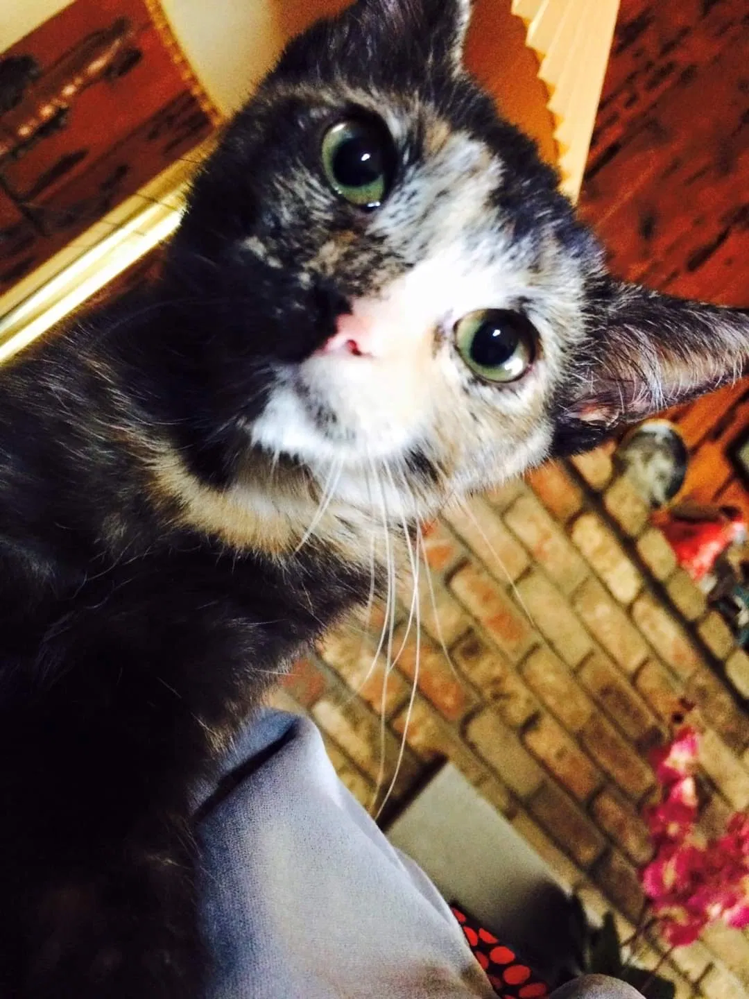 Lost cat in West Sacramento, CA, 95605