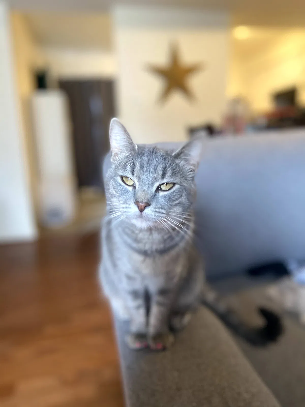 Lost cat in Haymarket, VA, 20169