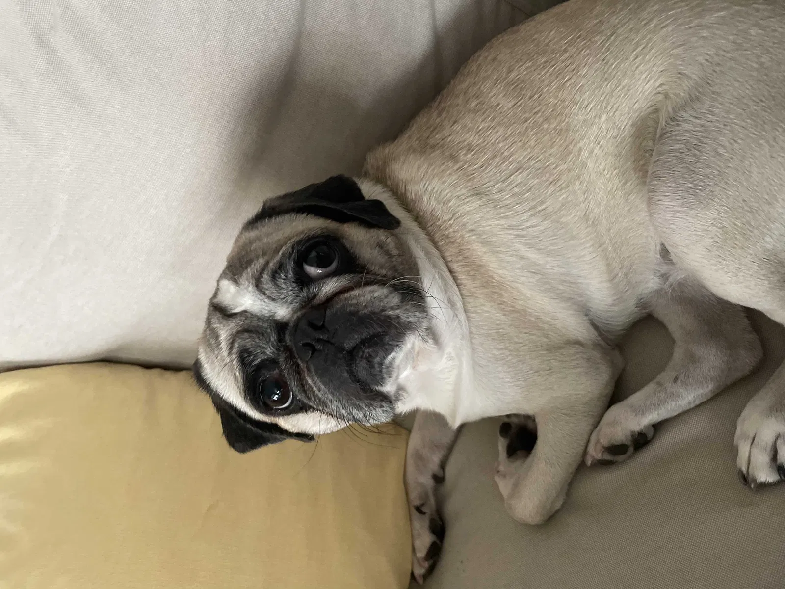 Lost dog in El Paso, TX, 79912