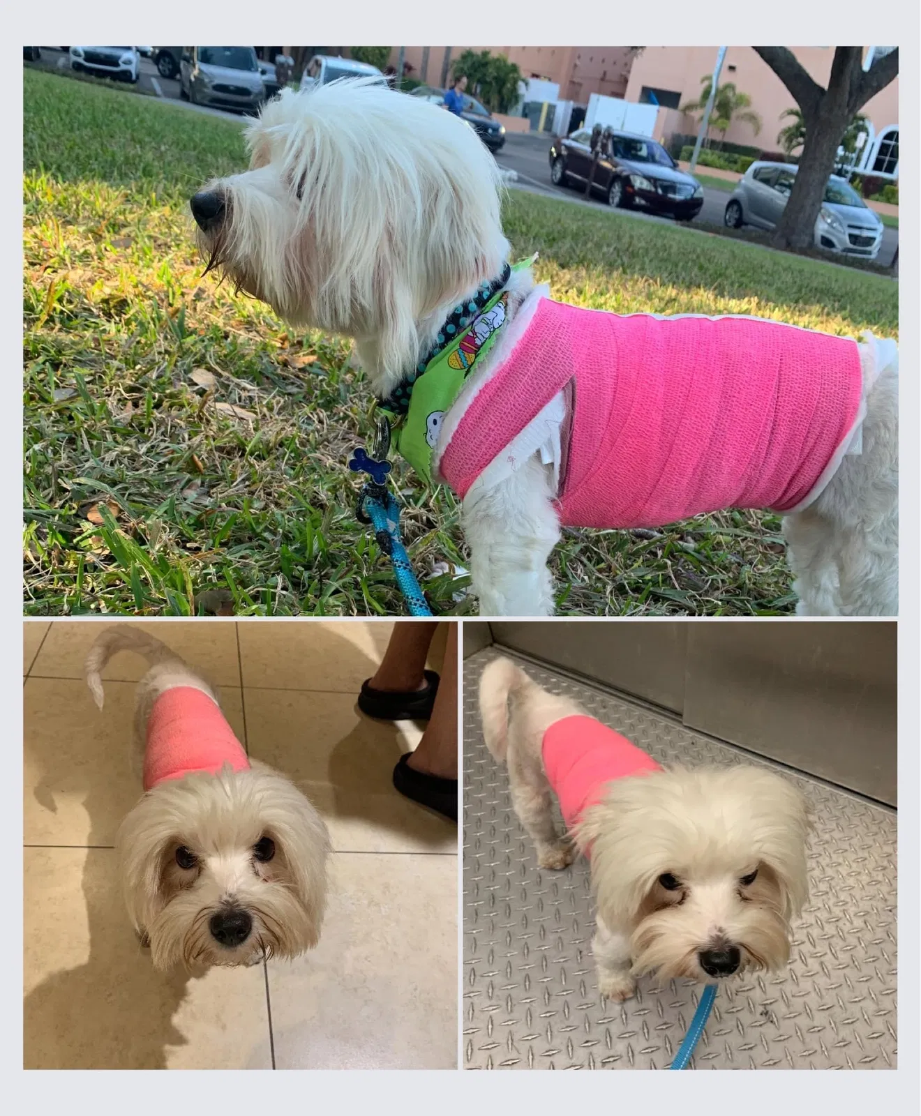 Lost dog in Saint Petersburg, FL, 33701