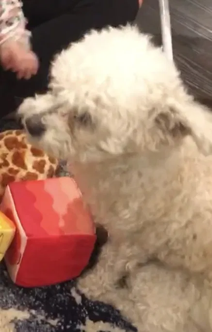 Lost dog in South Gate, CA, 90280